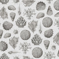 Seashells, Clay Mural Wallpaper - pure wallpaper artwork