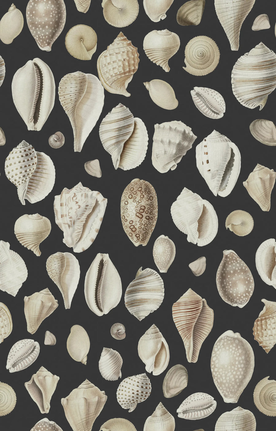 Ocean Shells, Graphite Mural Wallpaper