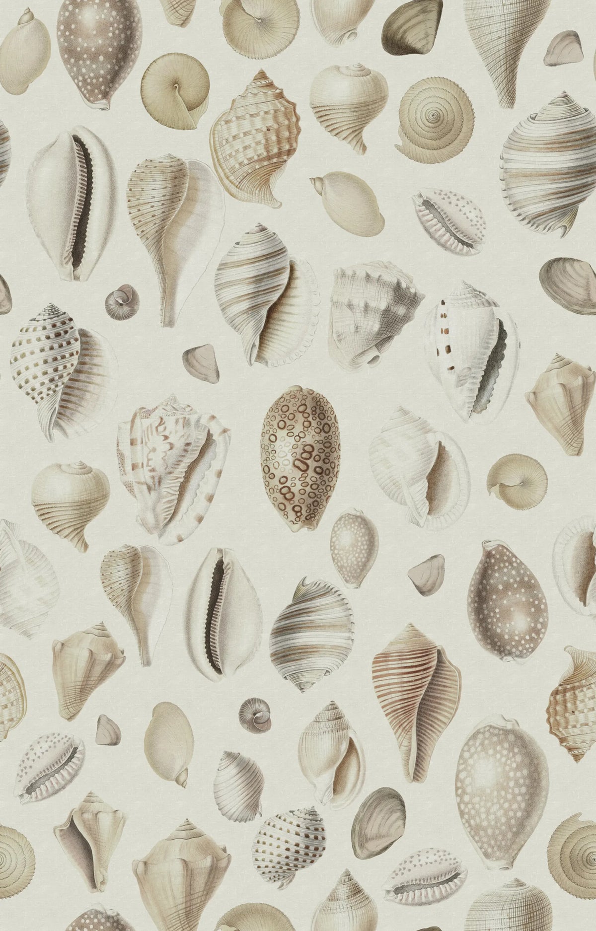 Ocean Shells, Sand Mural Wallpaper - pure wallpaper artwork