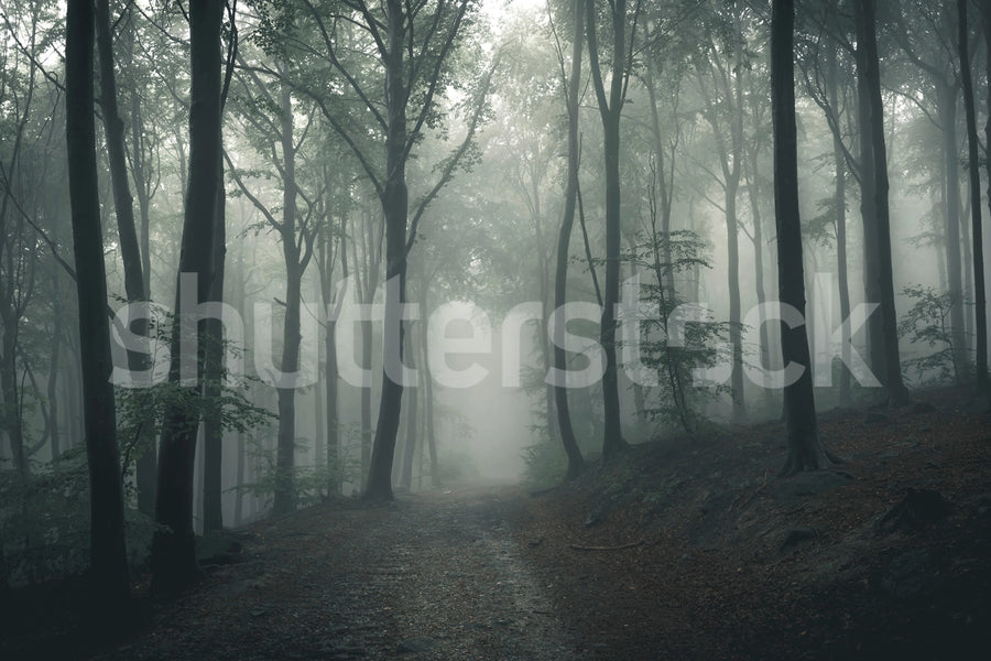 Forest in Fog Mural Wallpaper