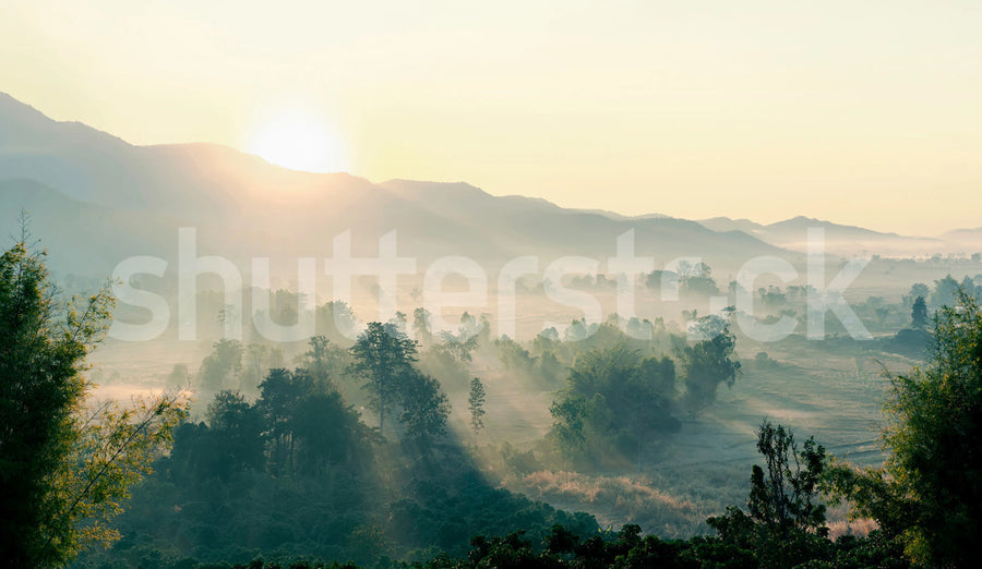 Morning Light Mural Wallpaper