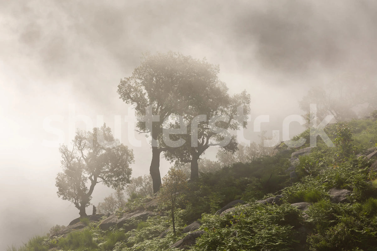 Foggy Hill Mural Wallpaper - pure wallpaper artwork