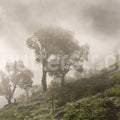 Foggy Hill Mural Wallpaper - pure wallpaper artwork