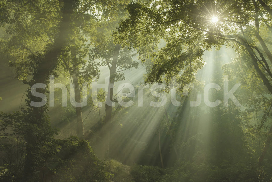 Sun Rays Mural Wallpaper