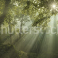 Sun Rays Mural Wallpaper - pure wallpaper artwork