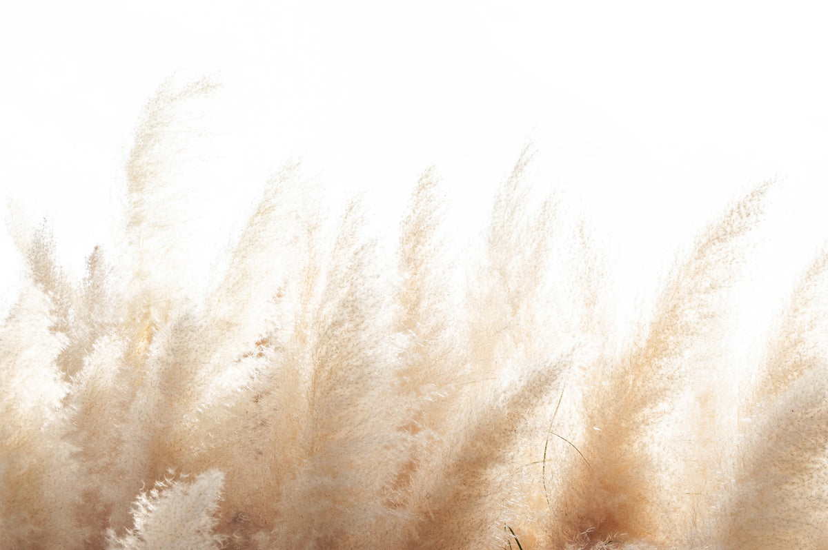 Soft Reed Mural Wallpaper - pure wallpaper artwork