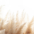 Soft Reed Mural Wallpaper - pure wallpaper artwork