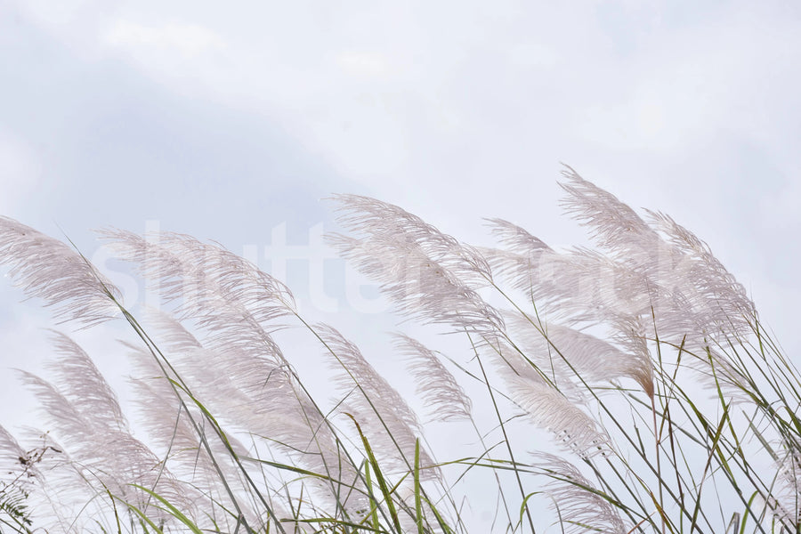 Windy Reed Mural Wallpaper