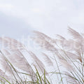 Windy Reed Mural Wallpaper - pure wallpaper artwork