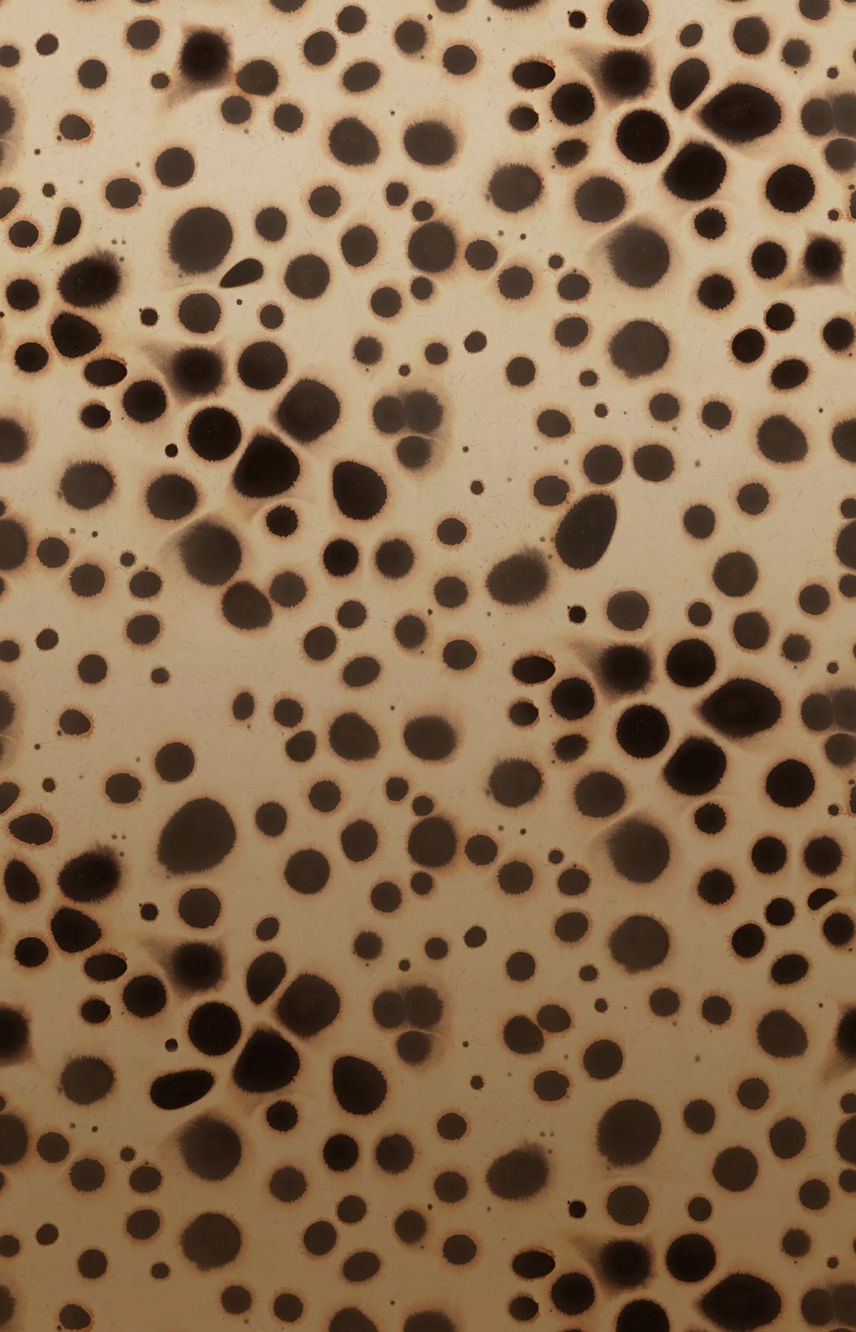 Spotted Puffer, Animal Mural Wallpaper - pure wallpaper artwork