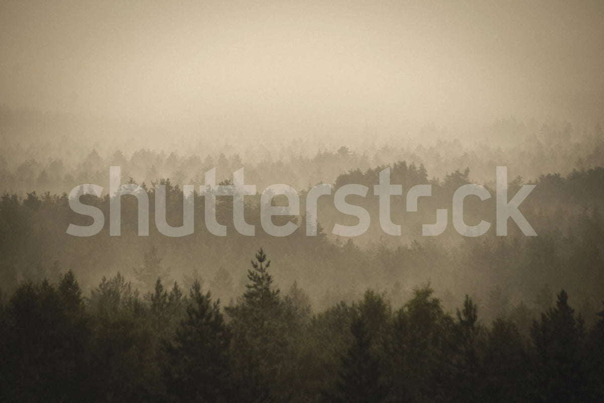 Soft Forest Mural Wallpaper - pure wallpaper artwork