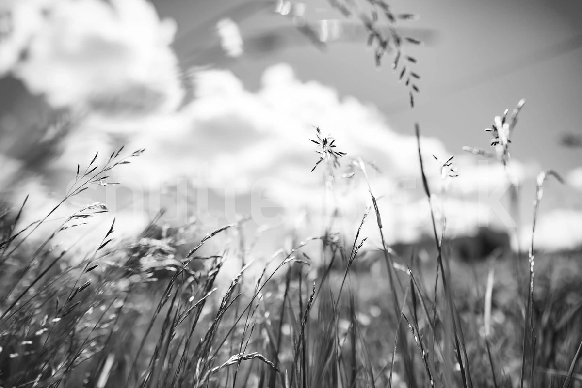 Straw, Graphite Mural Wallpaper - pure wallpaper artwork