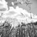 Straw, Graphite Mural Wallpaper - pure wallpaper artwork