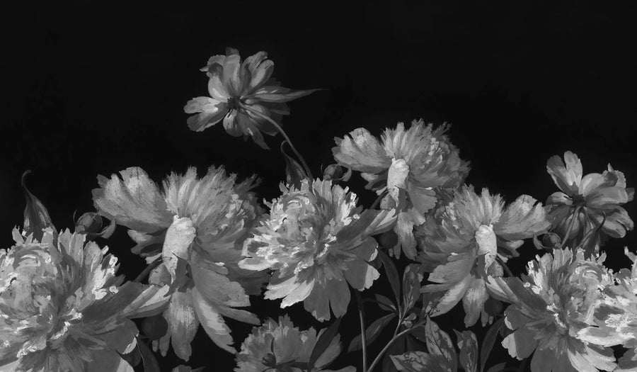 Vintage Peony, Black Mural Wallpaper