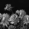 Vintage Peony, Black Mural Wallpaper - pure wallpaper artwork