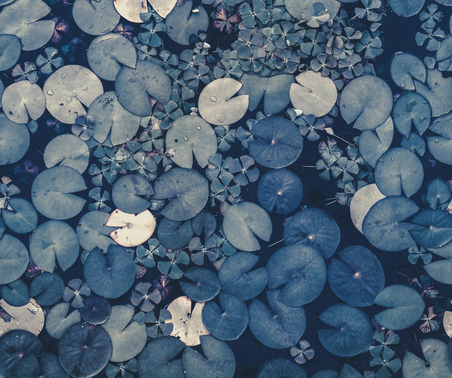 Mystic Water Lilies, Blue Mural Wallpaper