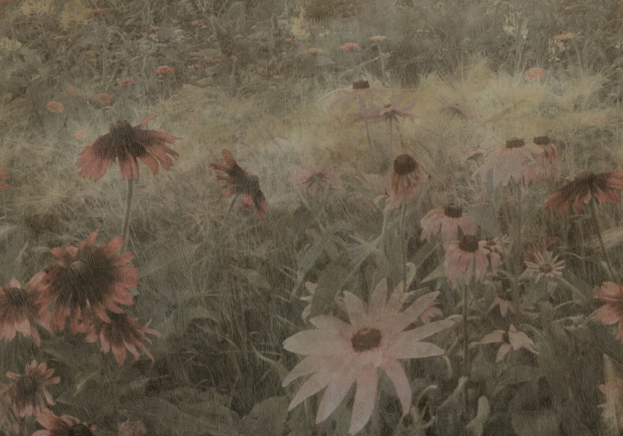 Dreamy Rudbeckia, Pink Mural Wallpaper