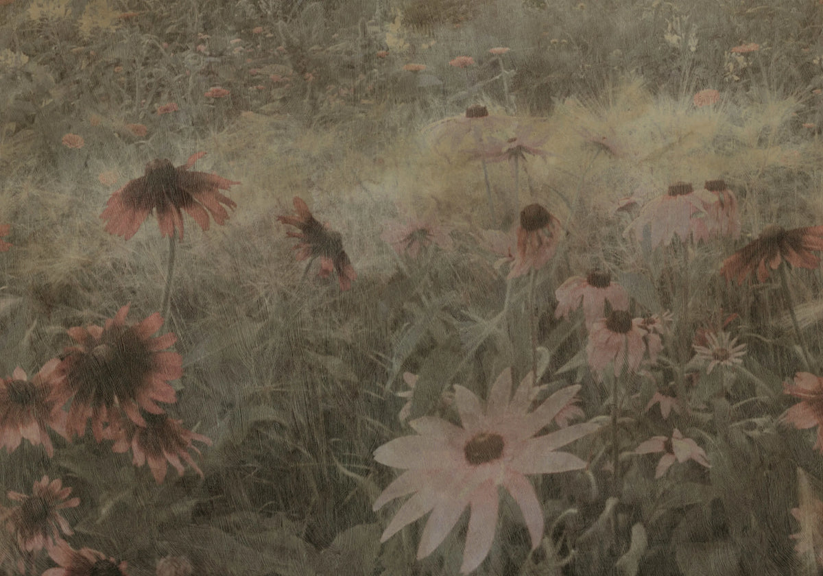 Dreamy Rudbeckia, Pink Mural Wallpaper - pure wallpaper artwork