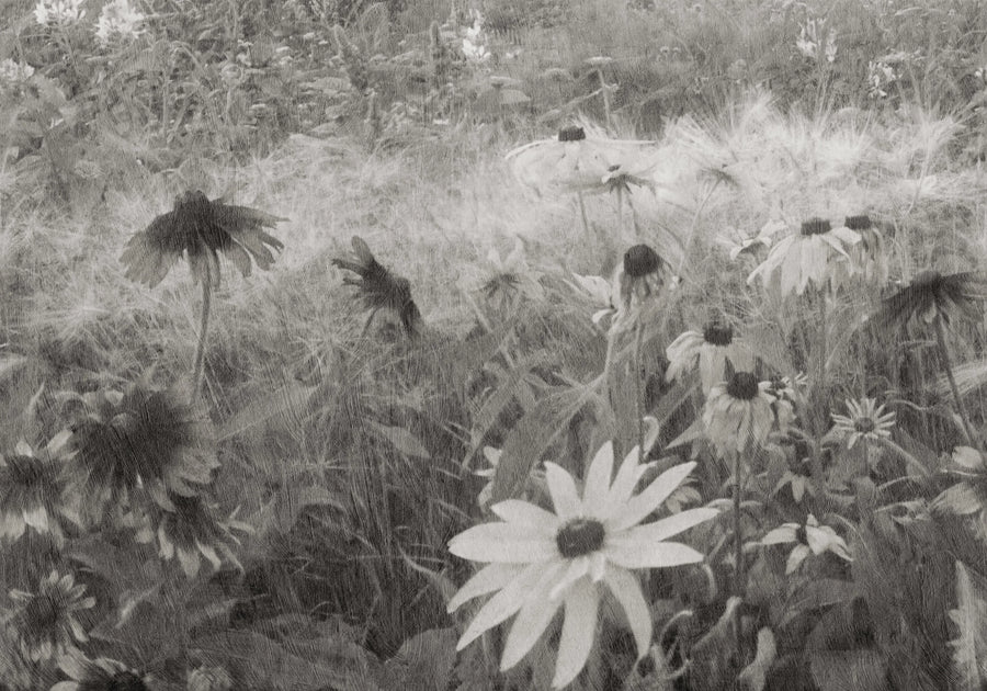 Dreamy Rudbeckia, Black & White Mural Wallpaper