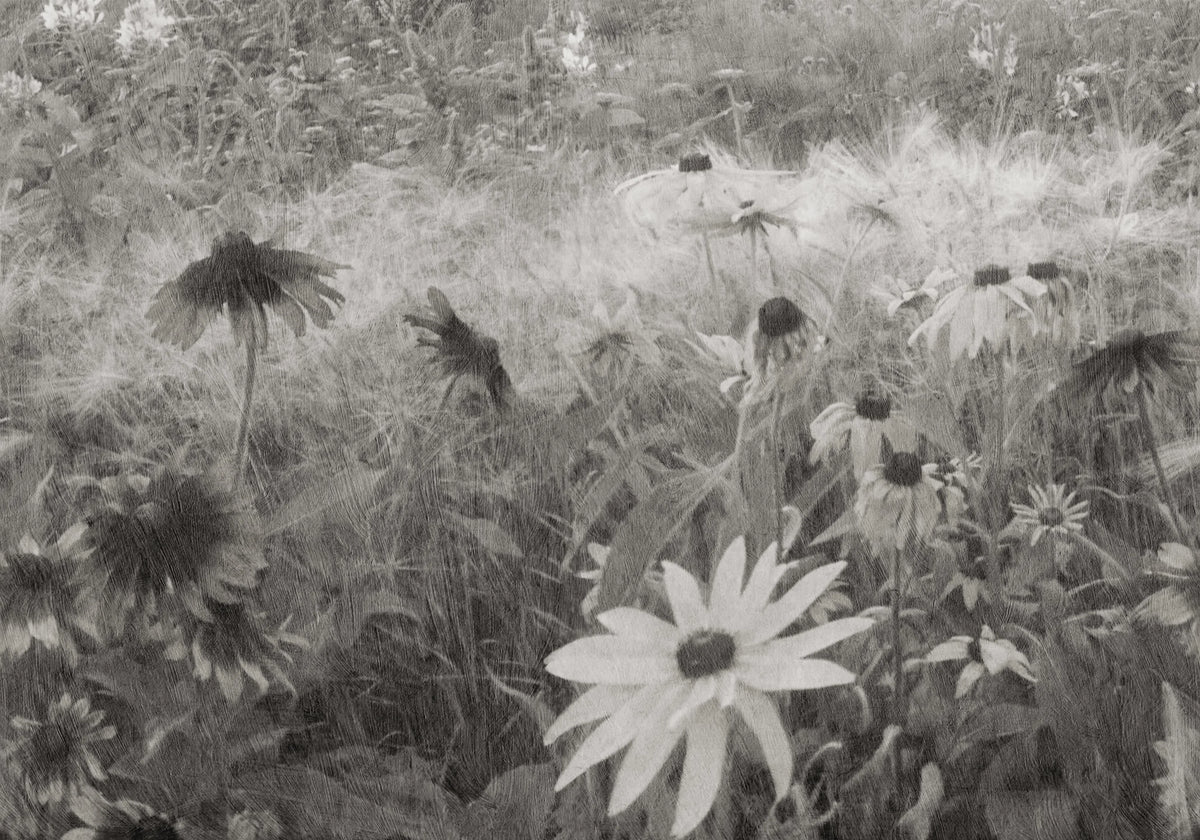 Dreamy Rudbeckia, Black & White Mural Wallpaper - pure wallpaper artwork