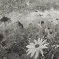 Dreamy Rudbeckia, Black & White Mural Wallpaper - pure wallpaper artwork