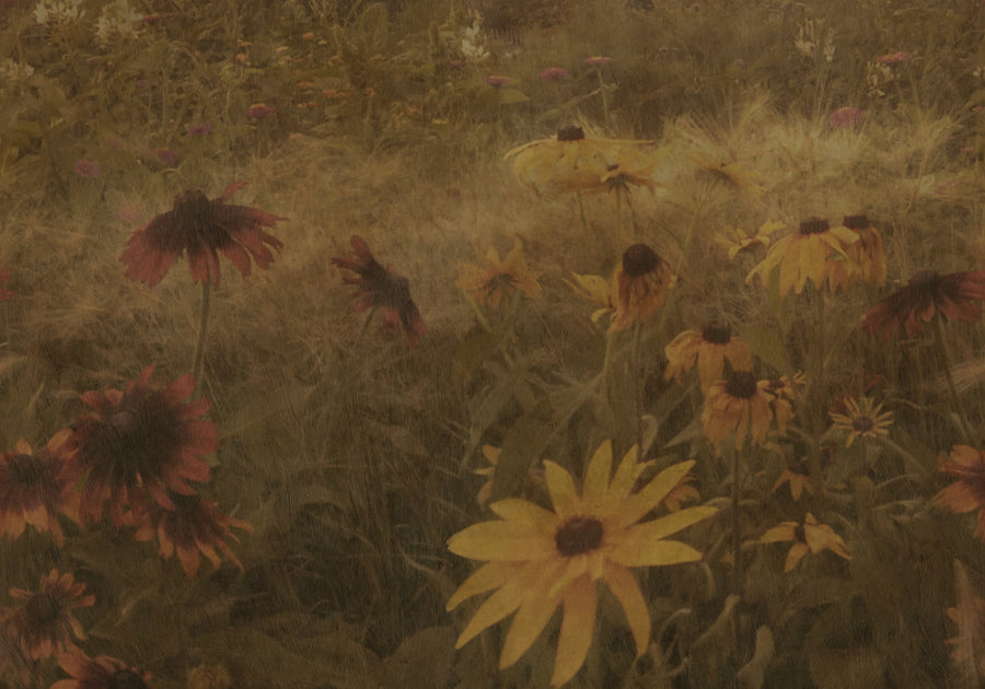 Dreamy Rudbeckia, Vintage Mural Wallpaper