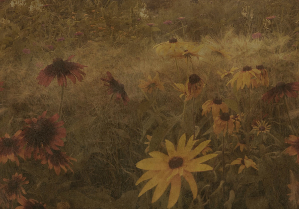 Dreamy Rudbeckia, Vintage Mural Wallpaper - pure wallpaper artwork