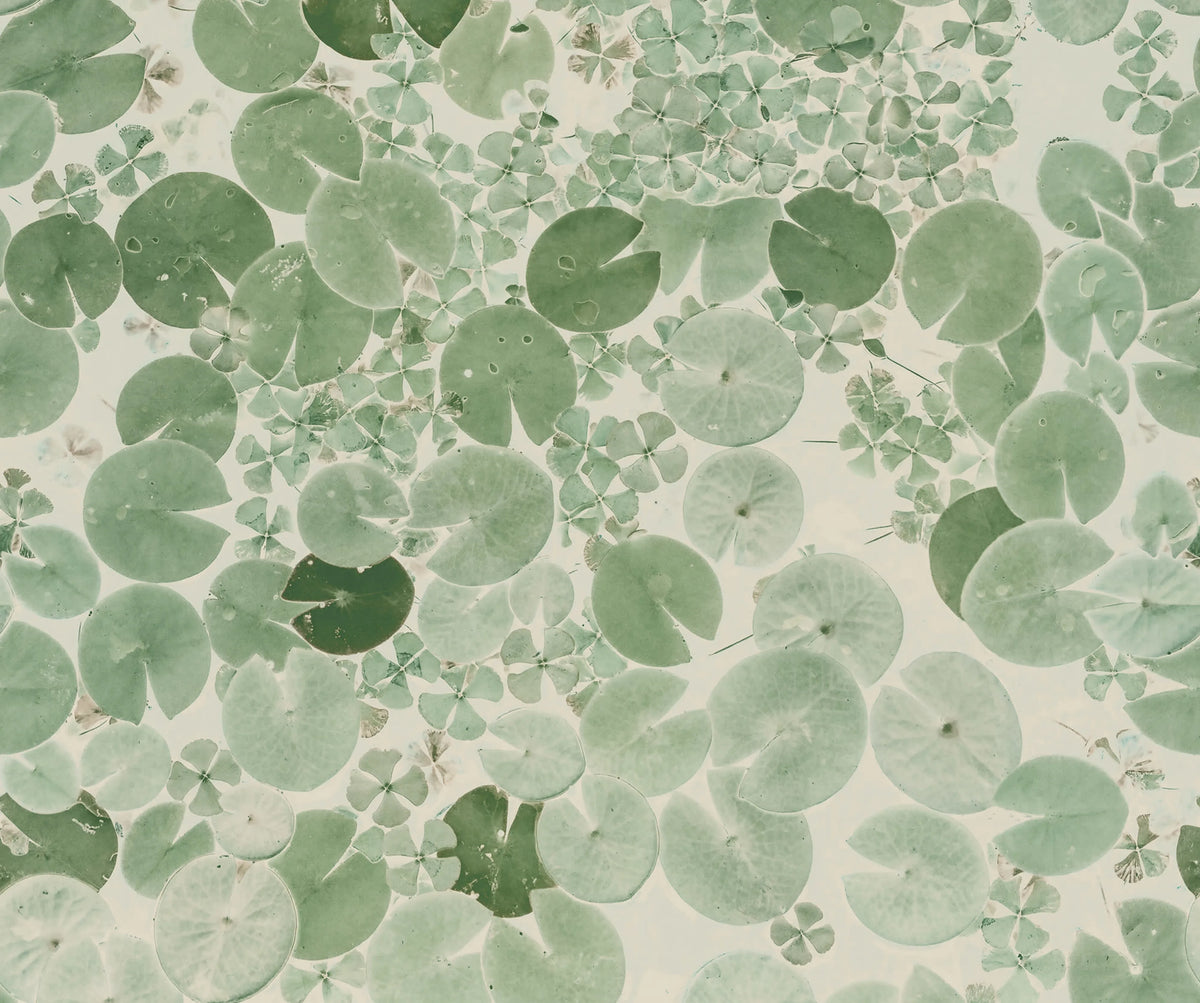 Mystic Water Lilies, Light Green Mural Wallpaper - pure wallpaper artwork