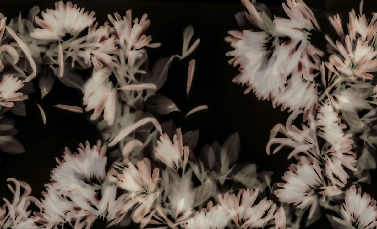 Blurry Honeysuckle, Dark Mural Wallpaper - pure wallpaper artwork