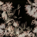 Blurry Honeysuckle, Dark Mural Wallpaper - pure wallpaper artwork