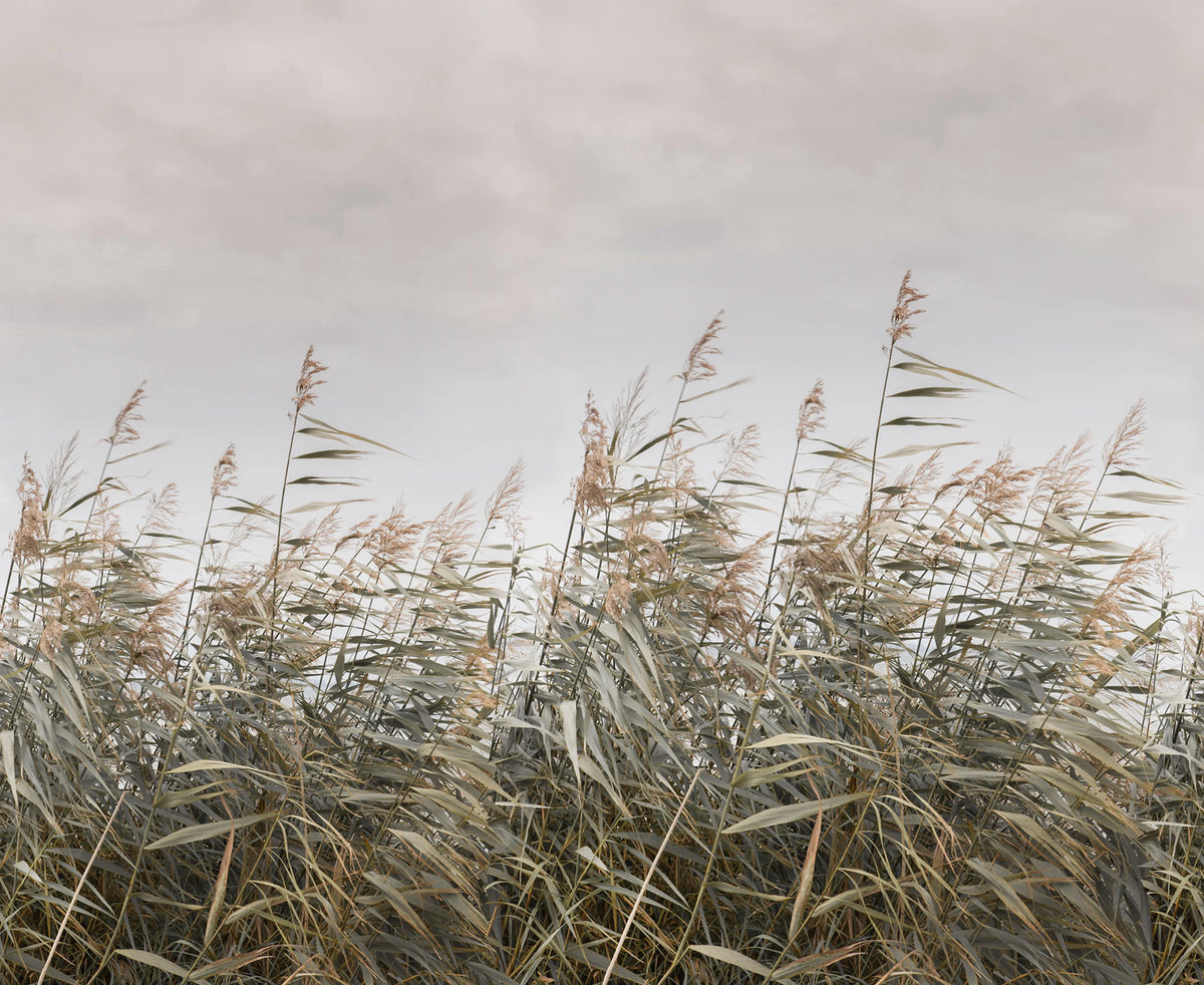 Dreamy Reed, Beige Mural Wallpaper - pure wallpaper artwork