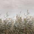 Dreamy Reed, Beige Mural Wallpaper - pure wallpaper artwork