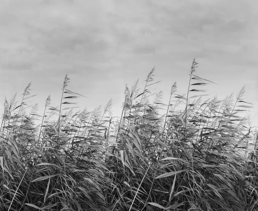 Dreamy Reed, Black & White Mural Wallpaper