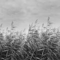 Dreamy Reed, Black & White Mural Wallpaper - pure wallpaper artwork