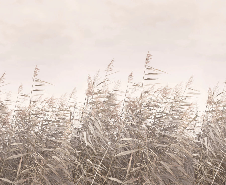 Dreamy Reed, Pink Mural Wallpaper