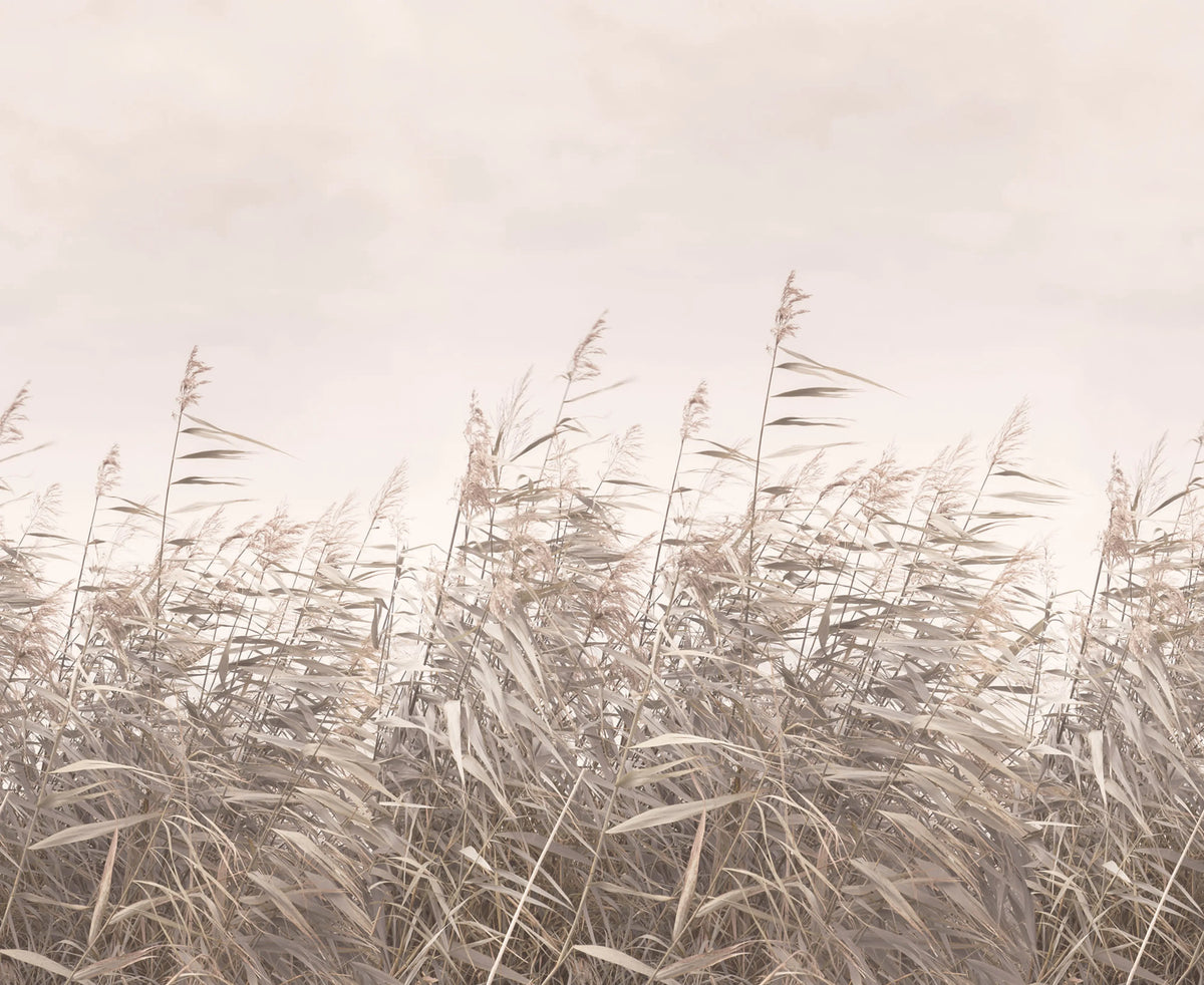 Dreamy Reed, Pink Mural Wallpaper - pure wallpaper artwork