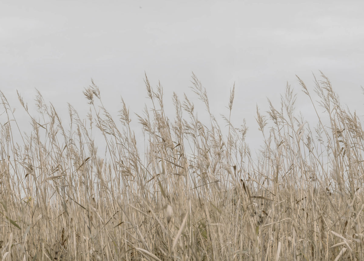 Reed Meadow, Beige Mural Wallpaper - pure wallpaper artwork