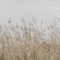 Reed Meadow, Beige Mural Wallpaper - pure wallpaper artwork