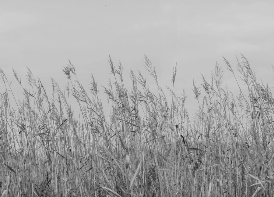 Reed Meadow, Gray Mural Wallpaper