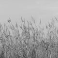Reed Meadow, Gray Mural Wallpaper - pure wallpaper artwork