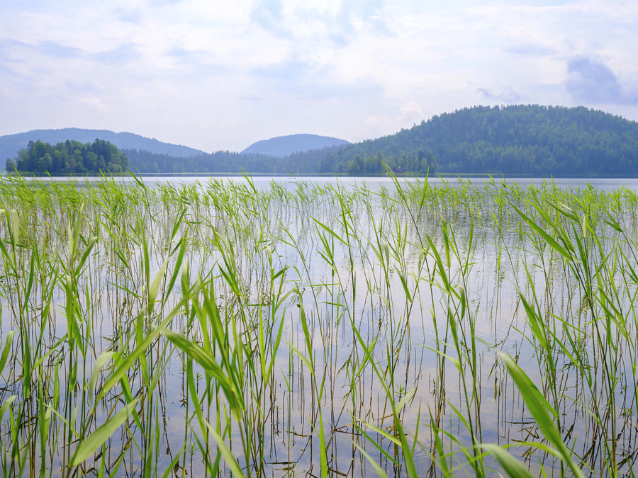 Paddy Field, Green Mural Wallpaper
