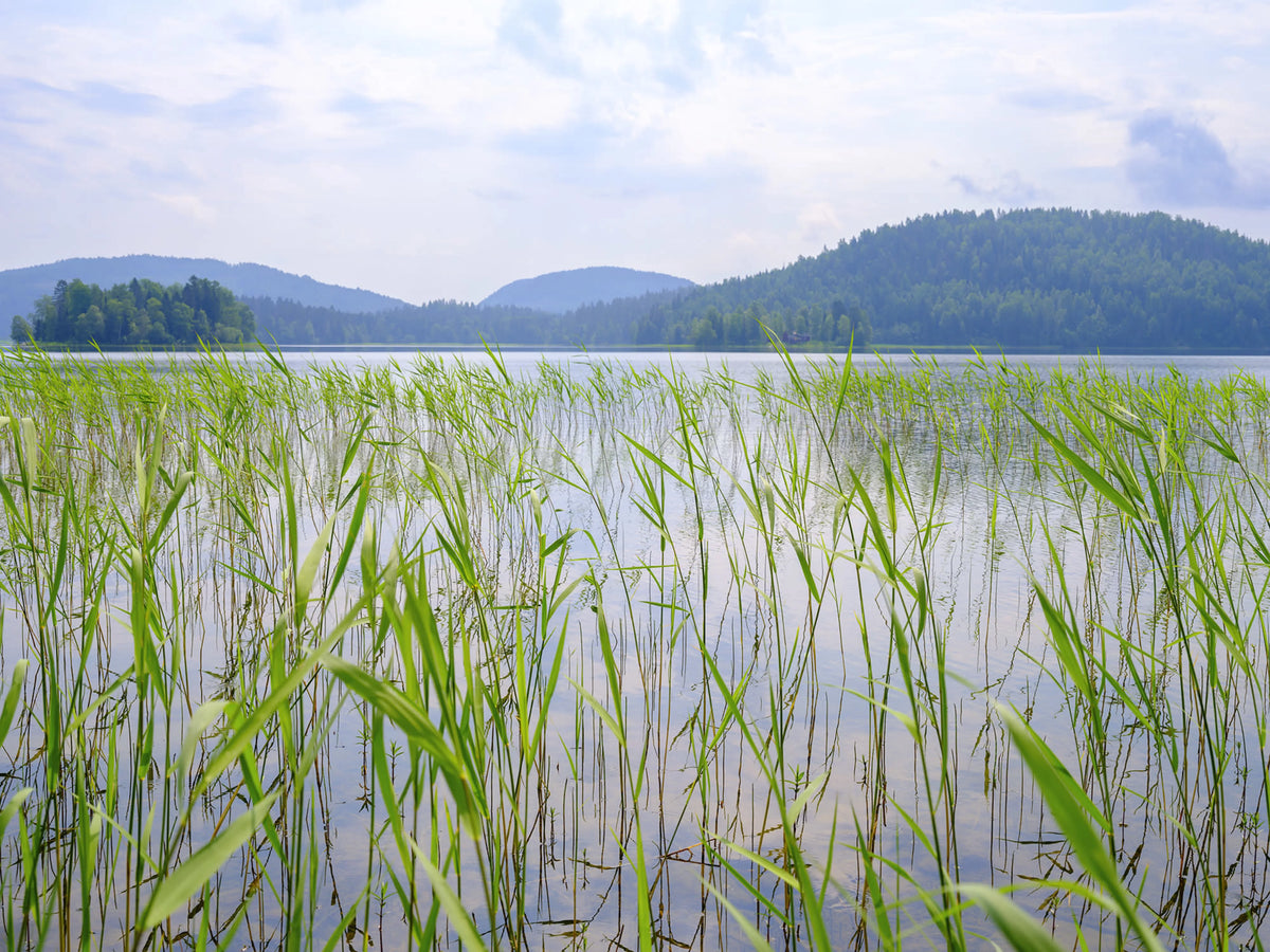 Paddy Field, Green Mural Wallpaper - pure wallpaper artwork