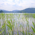 Paddy Field, Green Mural Wallpaper - pure wallpaper artwork
