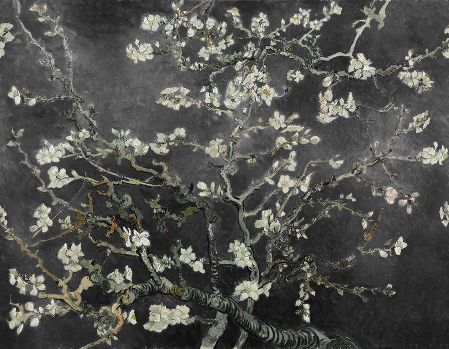 Almond Blossom, Black Mural Wallpaper