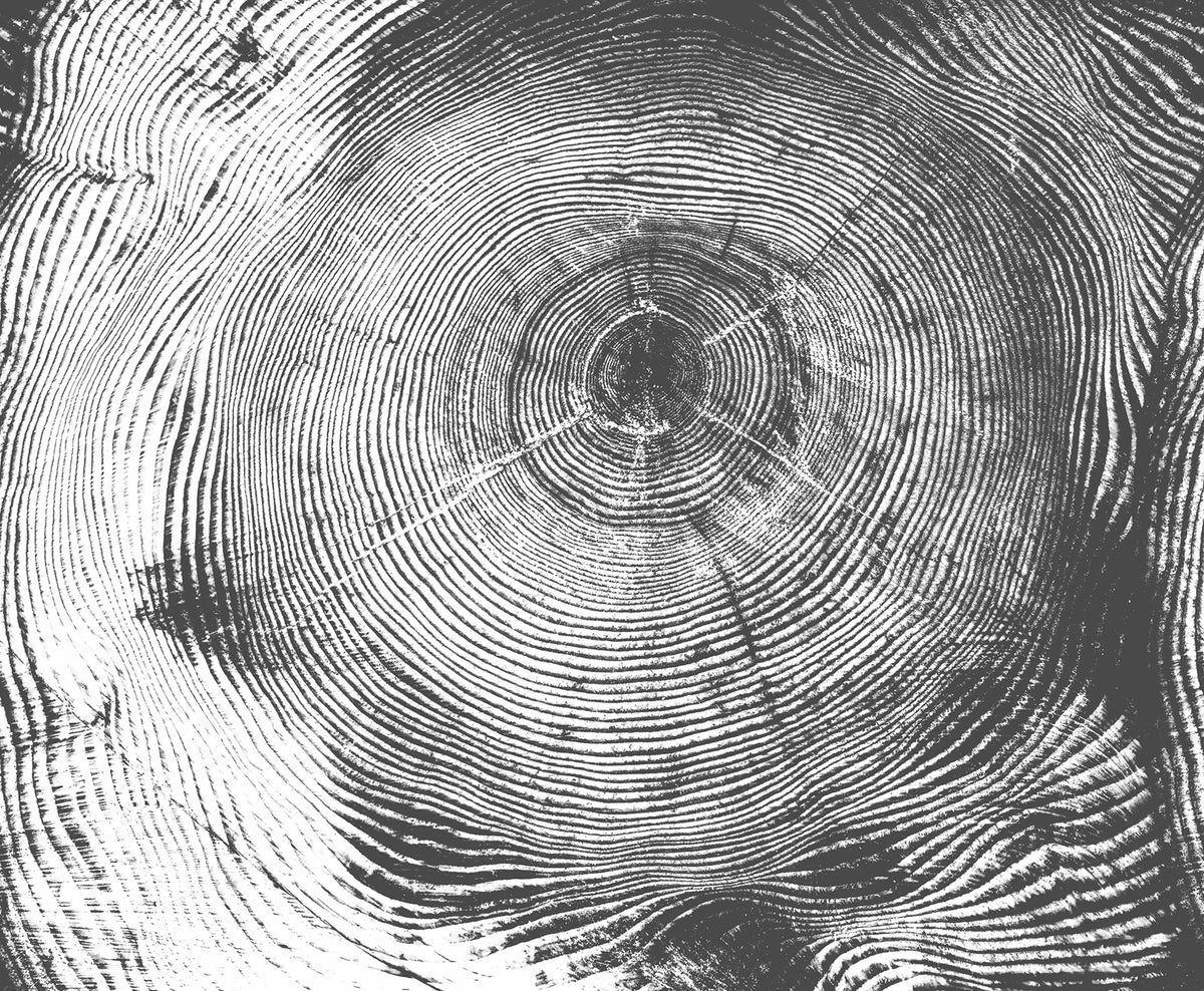 Tree Cut, Black Mural Wallpaper - pure wallpaper artwork