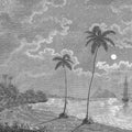 Palm Beach, Black & White Mural Wallpaper - pure wallpaper artwork