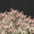 Syringa Flowers, Black Mural Wallpaper - pure wallpaper artwork