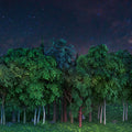 Gaming Woods, Night Mural Wallpaper - pure wallpaper artwork