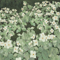 Parkflowers, White Mural Wallpaper - pure wallpaper artwork