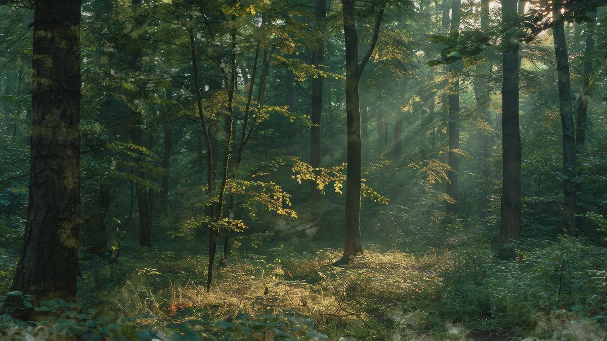 Sunrise Forest, Dawn Mural Wallpaper - pure wallpaper artwork